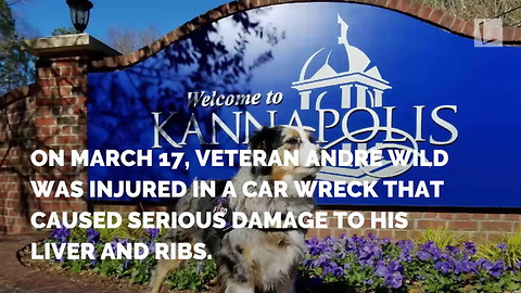 Vet’s Service Dog Goes Missing After Car Crash. Strangers Band Together To Find Her
