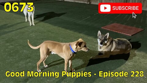 [0673] GOOD MORNING PUPPIES - EPISODE 228 [#dogs #doggos #doggies #puppies #dogdaycare]