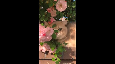 Beautiful cat 🐱 shorts video|cat status| cat lover|#youtubeshorts #carlover #cat #cats #catsvideo
