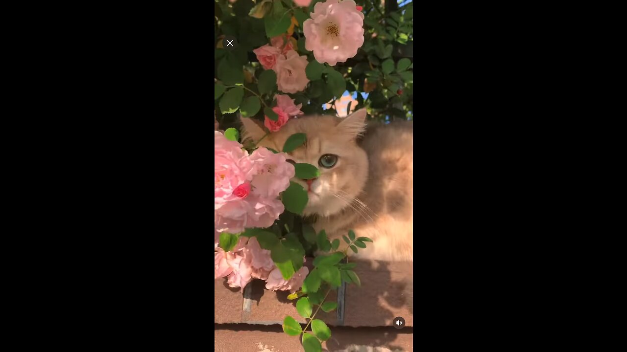 Beautiful cat 🐱 shorts video|cat status| cat lover|#youtubeshorts #carlover #cat #cats #catsvideo