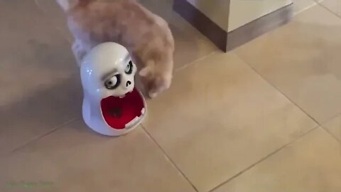 59 minutes and 45 seconds of funny cat videos | Laugh non-stop with those funny cats |