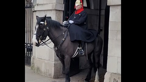 She is a star 🌟 #horseguardsparade