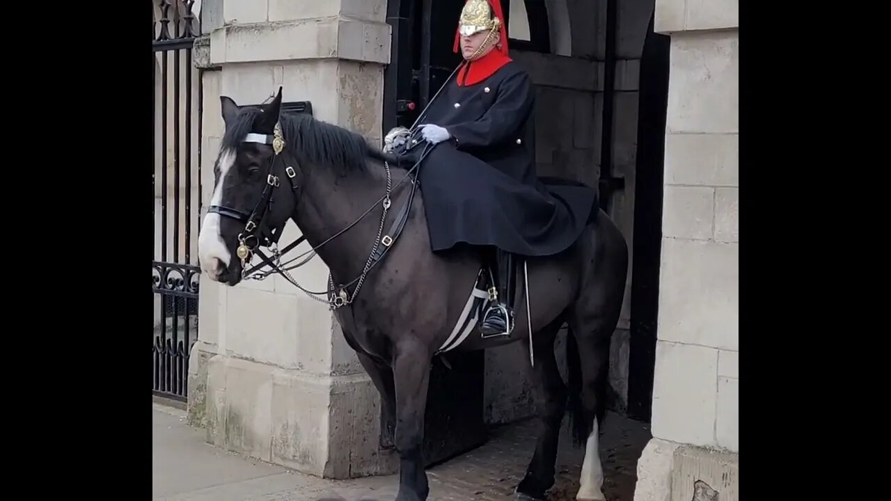 She is a star 🌟 #horseguardsparade
