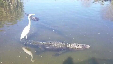 Fun shots with animals