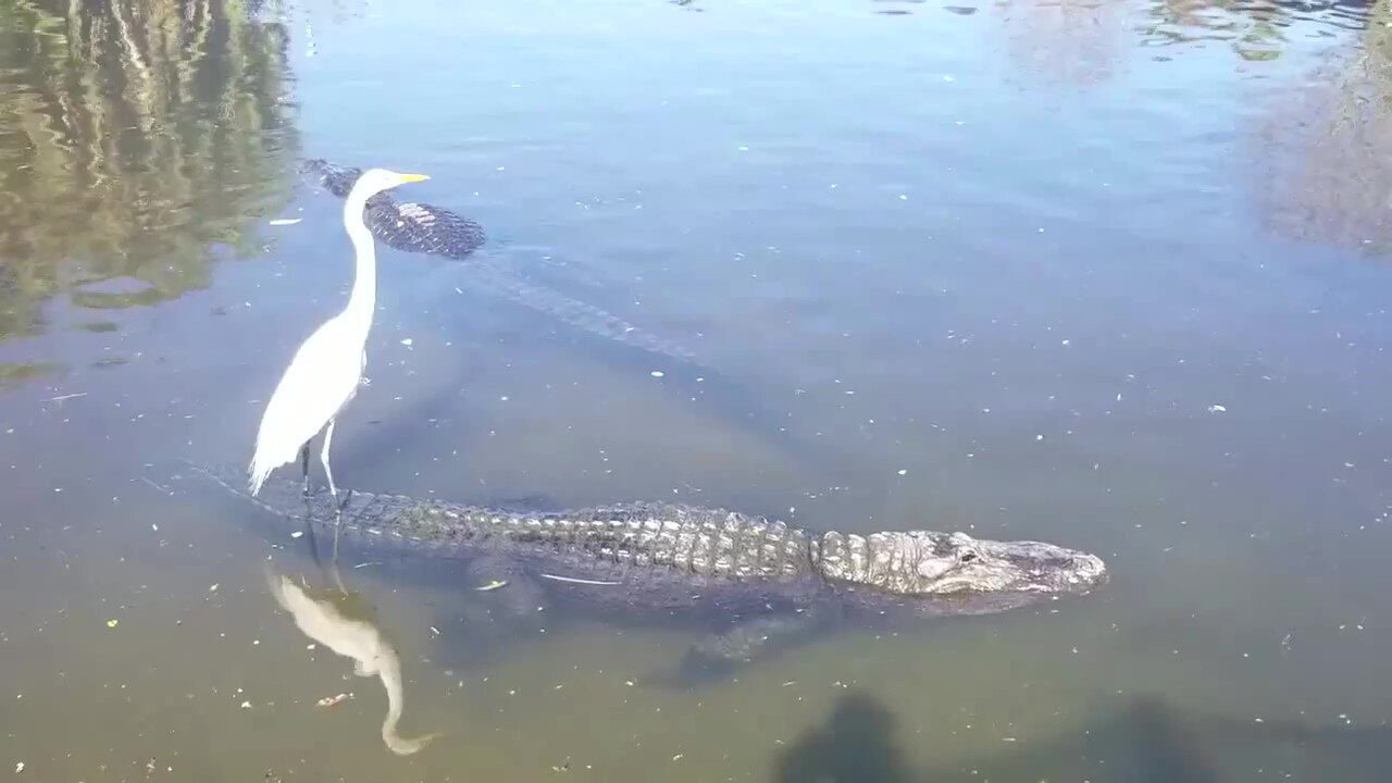 Fun shots with animals