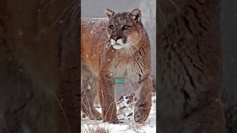 ALWAYS in Danger 😱 Joe Rogan & Tom Segura