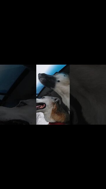 My Shepsky Is Also Part Whyno #shorts