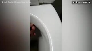 Cobra se esconde debaixo de assento de vaso sanitário na Austrália