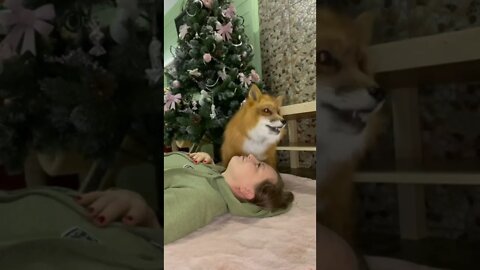 #shorts Смешные животные из Тик Ток 124 Funny animals from Tik Tok