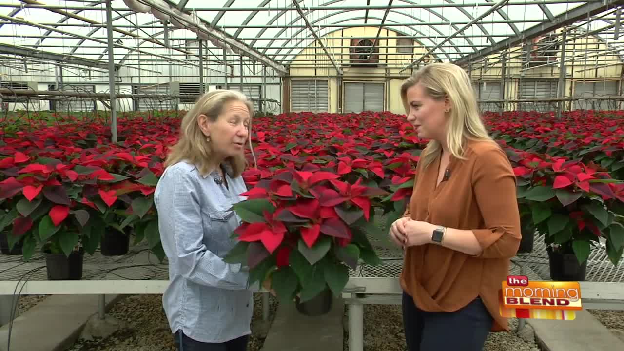 Poinsettias, Trees, Wreaths, and More!