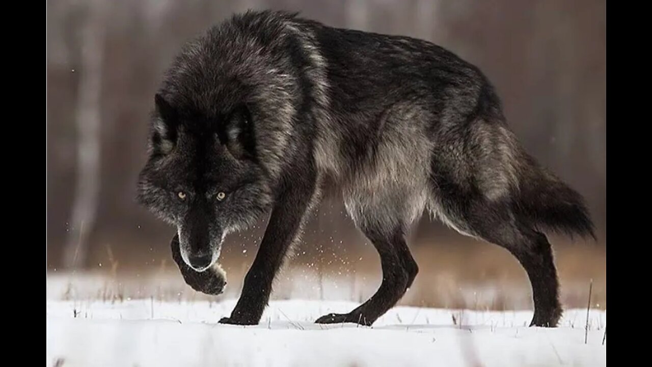 Cry Wolf - the overuse of a lie