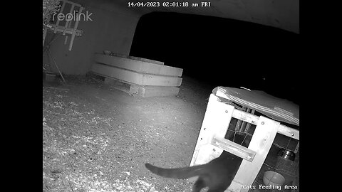 Other black cat with white under neck new boss