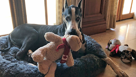 Funny Great Dane Chases Cat Out of Her Bed