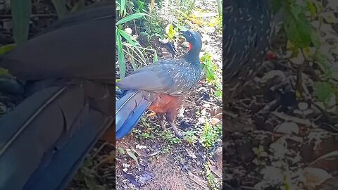 Jacu e seus filhotes procurando comida