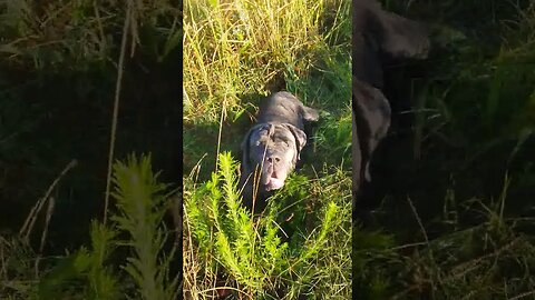 Oden Koda little Steady follow us offgrid #dog #mastiff #aussie #water #fishing