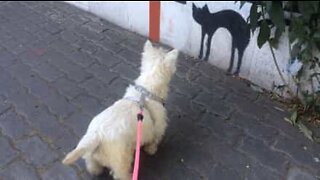 Cão assusta-se com pintura de gato numa parede