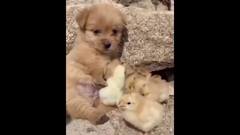 #shortscatsvideos #shorts cats videos #shortspetsvideos #shortspetsvideos #shortsanimalsvideos