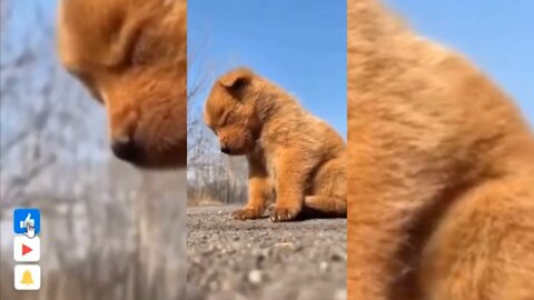 Funny and Cute Animals 🐱🐶video Compilation