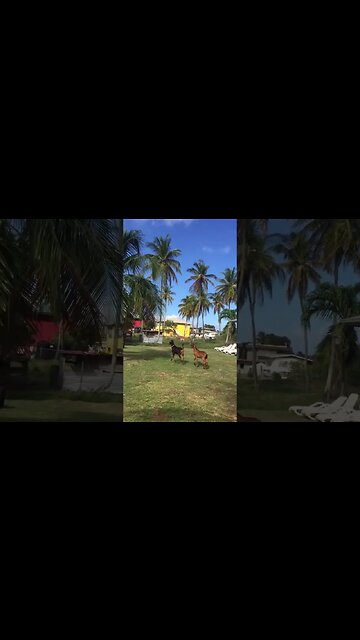 The Goats AKA Future And Ciara
