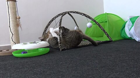 A Playful Cat