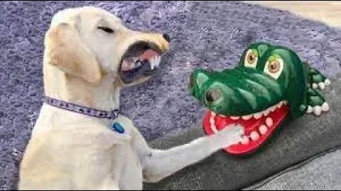 2023 Dogs Funny Videos - Funniest Animals Videos - Cats And Dogs Funny Videos😂😉😁😁🐶