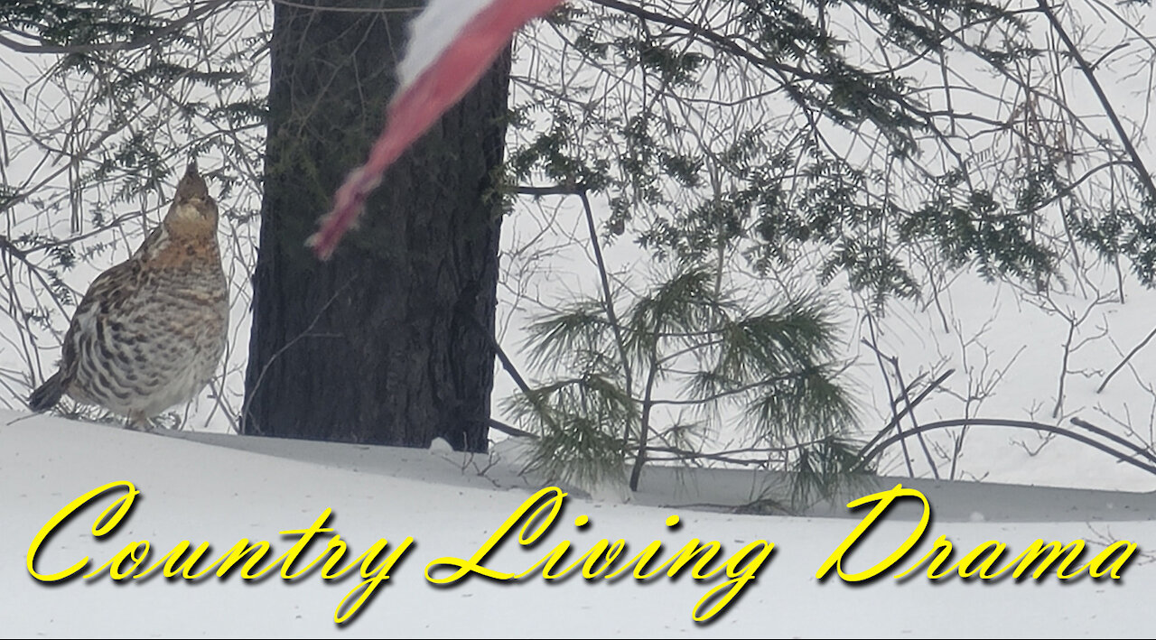 Country Living Drama ~ When Nature Strikes ~ Our Morning Emergency