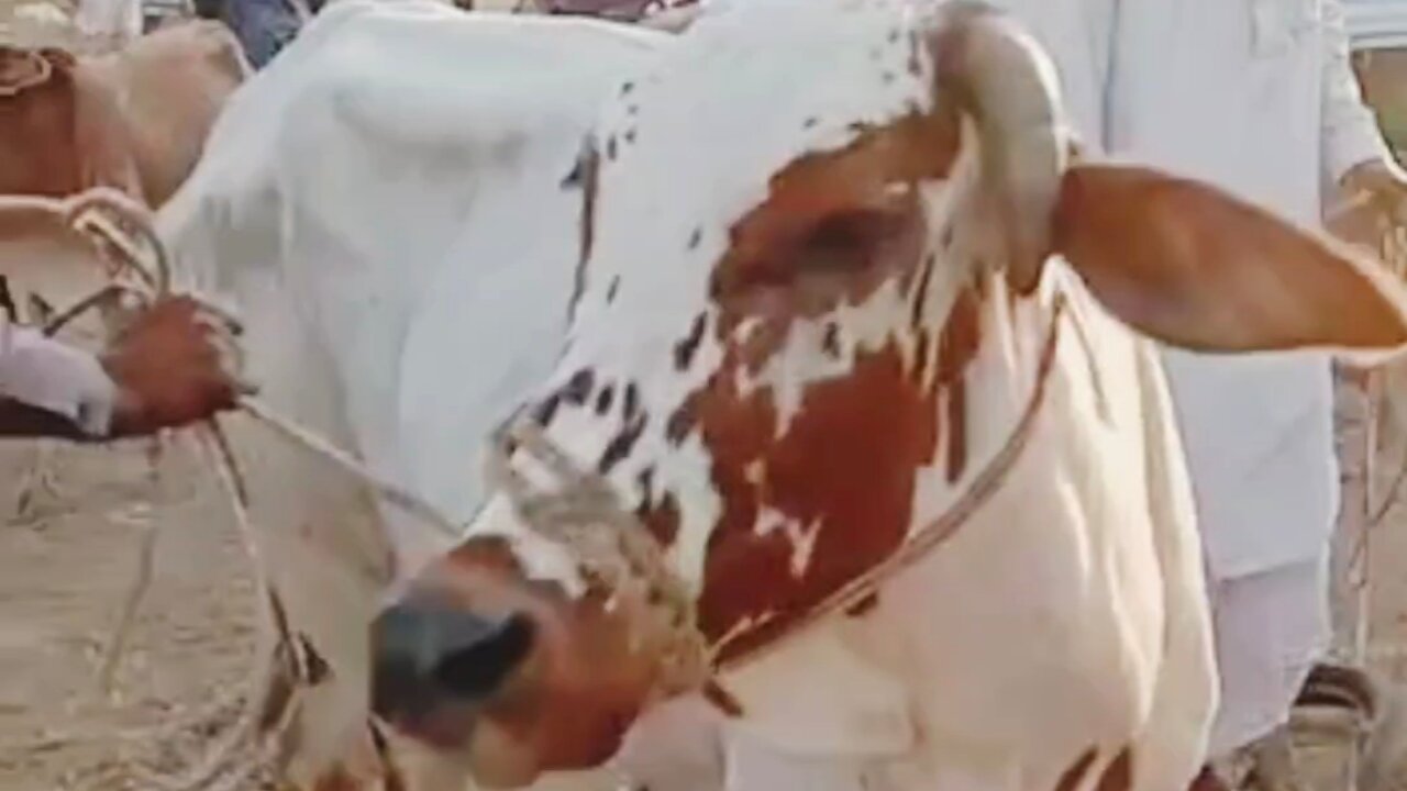 Beautiful colour print cow for cattle and farm.