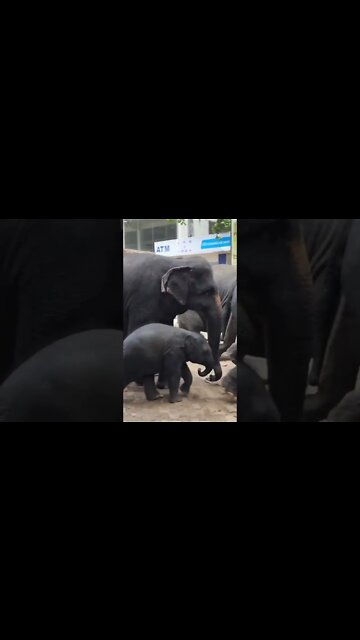 Baby elephant අලි පැටියා #shorts