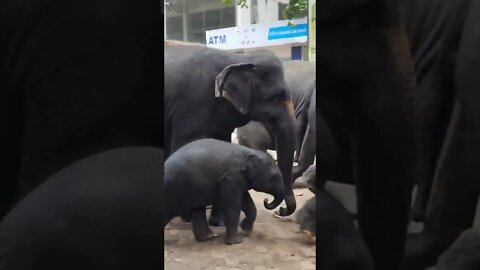 Baby elephant අලි පැටියා #shorts