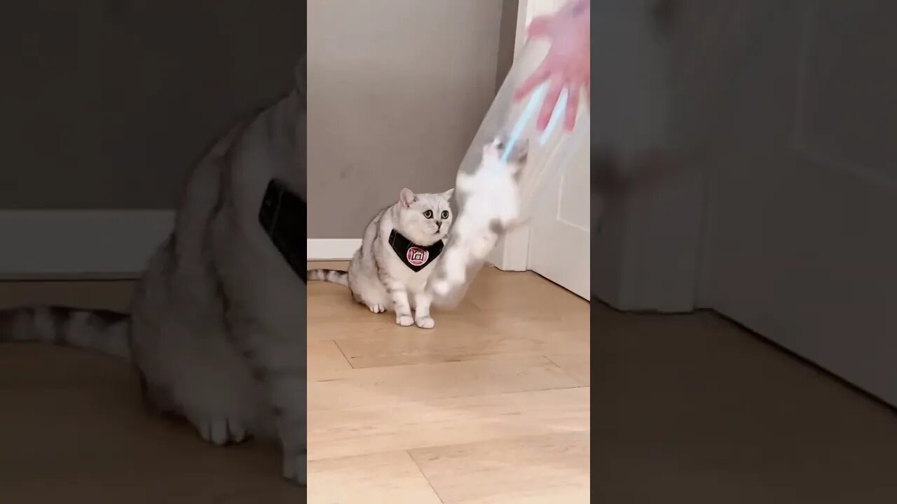 Cute and funny animals videos 2023 😺🐶 P-24 #shorts