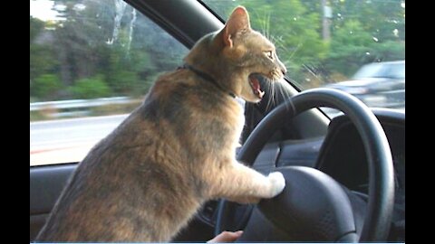 dogs and cats doing drift
