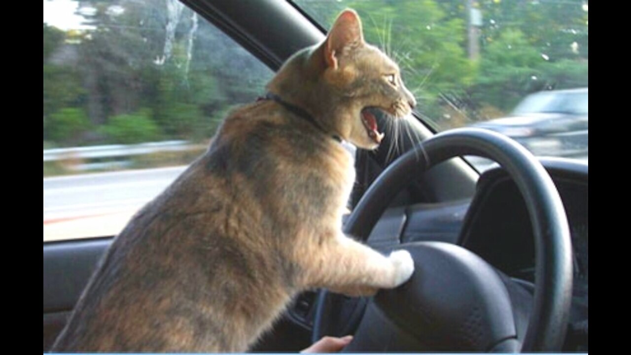dogs and cats doing drift