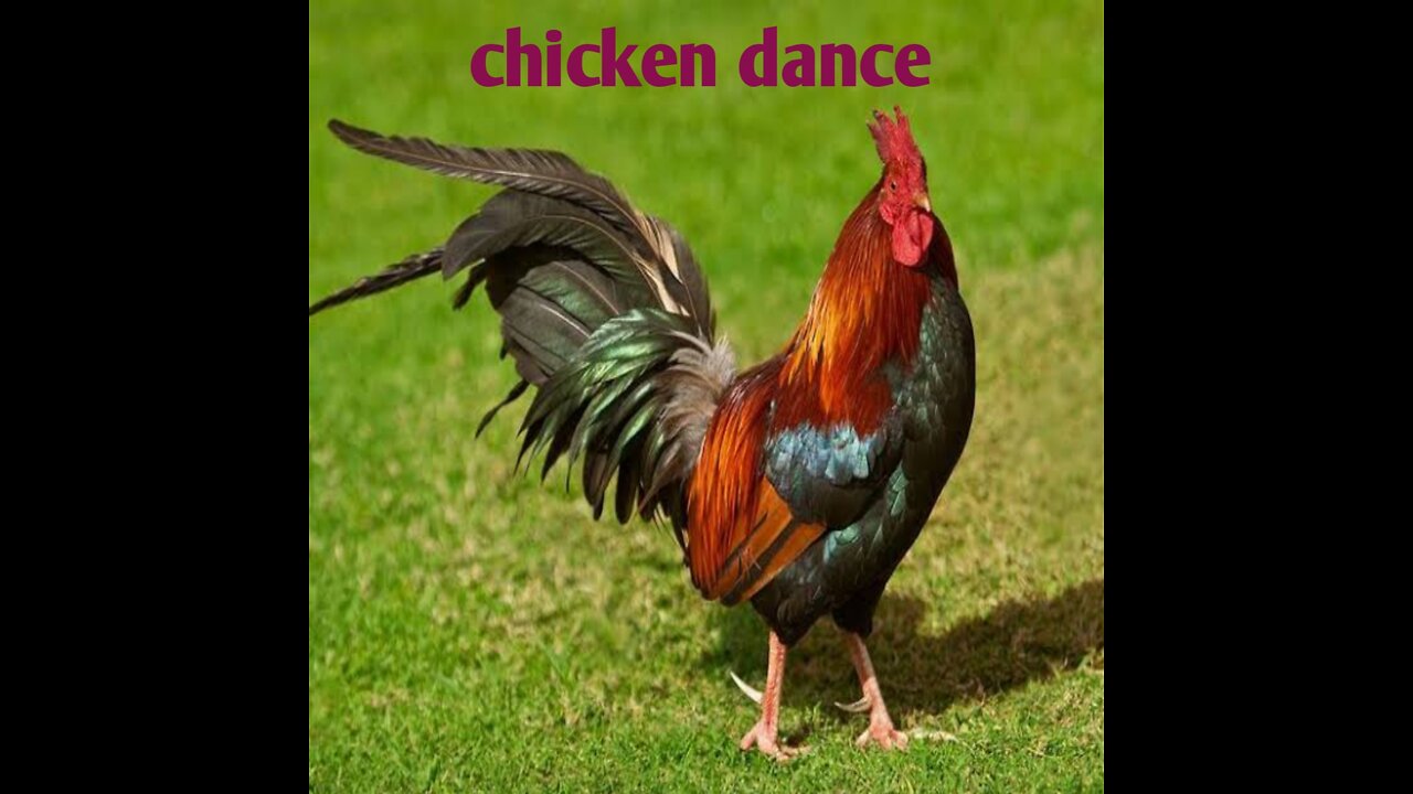 Chicken Song