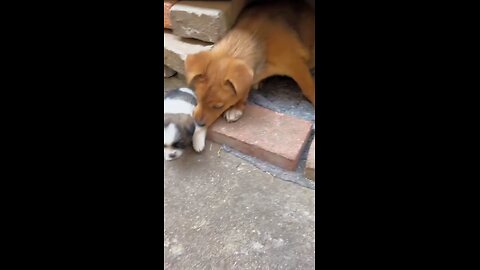 Puppy and father 😁😁. A beautiful moment 😍😍