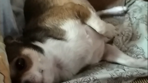 Chihuahua Lísten psy trance