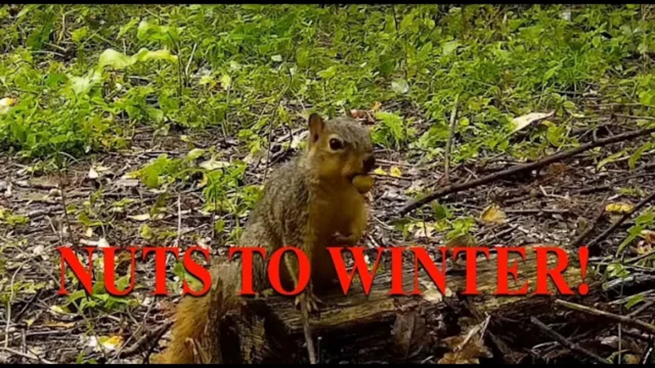 Nuts to winter