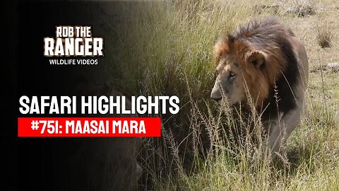 Safari Highlights #751: 8th February 2023 | Lalashe Maasai Mara | Latest Wildlife Sightings