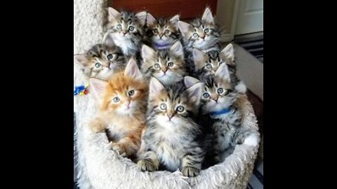 Beautiful Pets Funny Videos