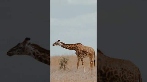Giraffe Chronicles: A Journey into the Savanna's Skyscrapers