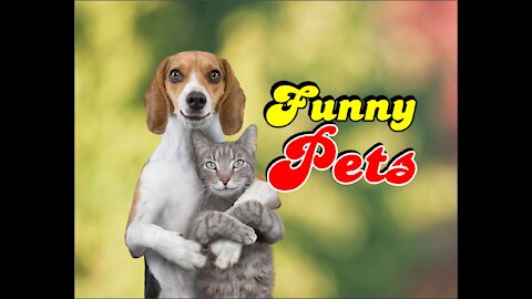 funny pets and their behaviours