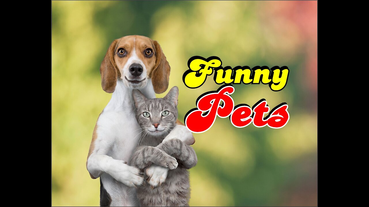 funny pets and their behaviours