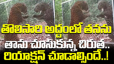 తొలిసారి అద్దంలో తనను తాను చూసుకున్న చిరుత.. రియాక్షన్‌ చూడాల్సిందే..! #cheetah #mirror | FBTV NEWS