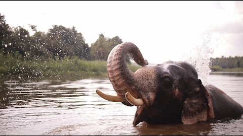 An elephant bathing in the river 🙂