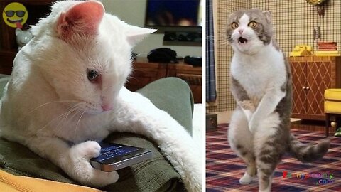 very funny and cute dogs and cats