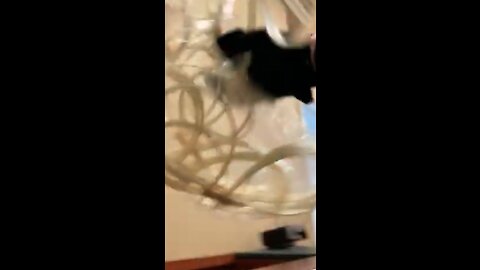 zip tie guy & his mom walked through open door, meandered, FOUND zip ties