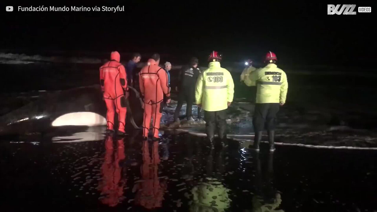 Salvataggio di un'orca spiaggiata in Argentina