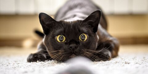 VERY FUNNY CATS !!!