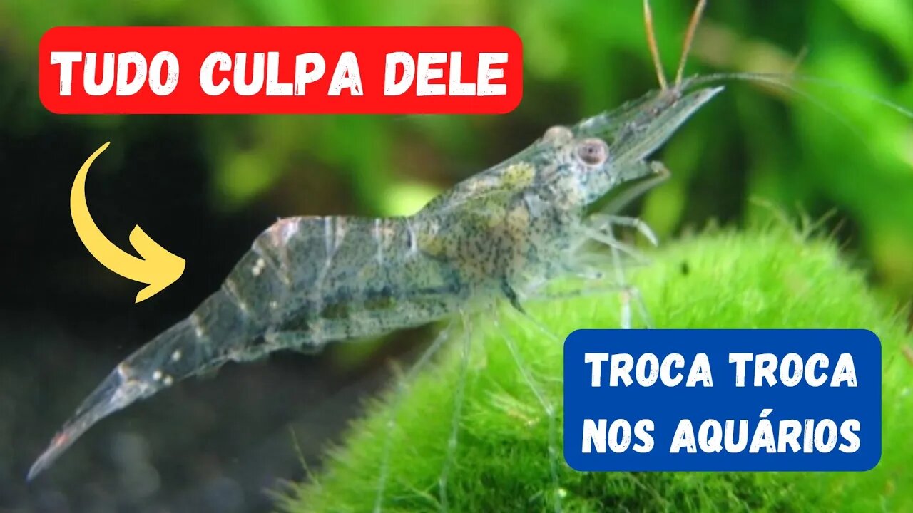🔴 Atualização dos Aquários: Camarão Fantasma, Mocinha e Ampulária - Troca Troca!