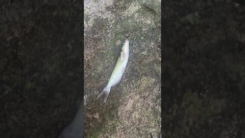 First fish of the day! Channel catfish #fishing #outdoors #nature