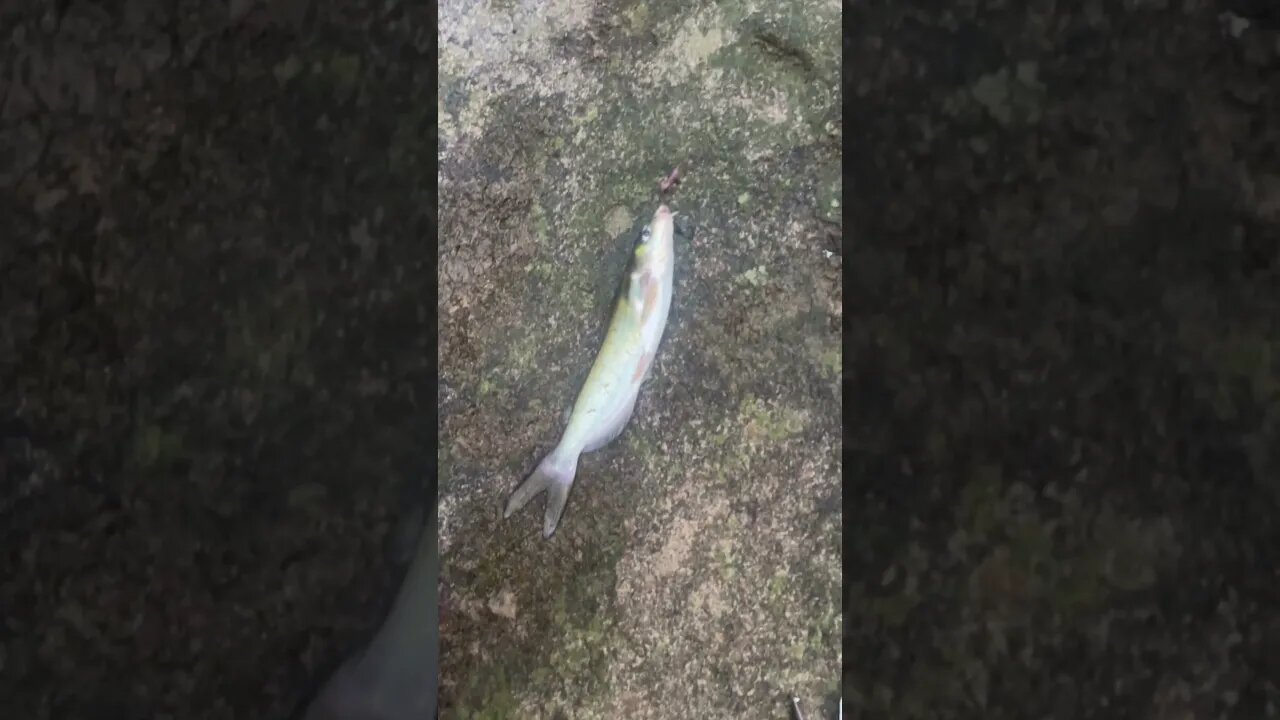 First fish of the day! Channel catfish #fishing #outdoors #nature